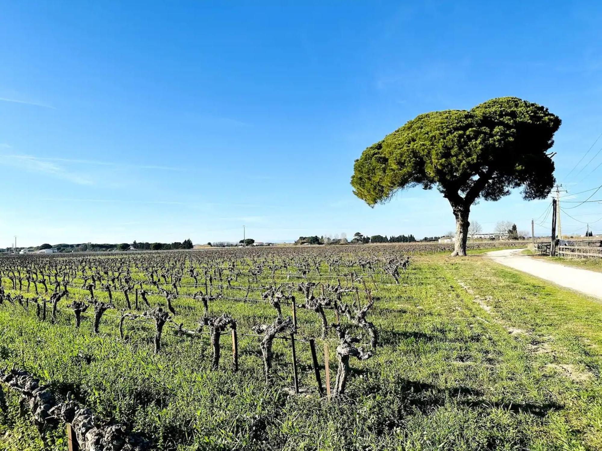 Les Appartements Du Mas - Emeraude Aigues-Mortes Luaran gambar